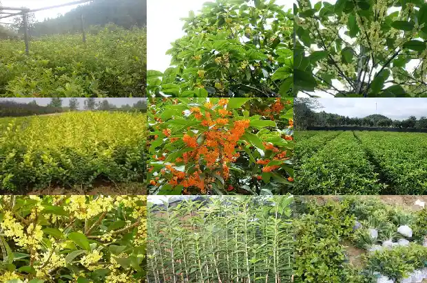 桂花树是不是常绿植物之一1683507434157