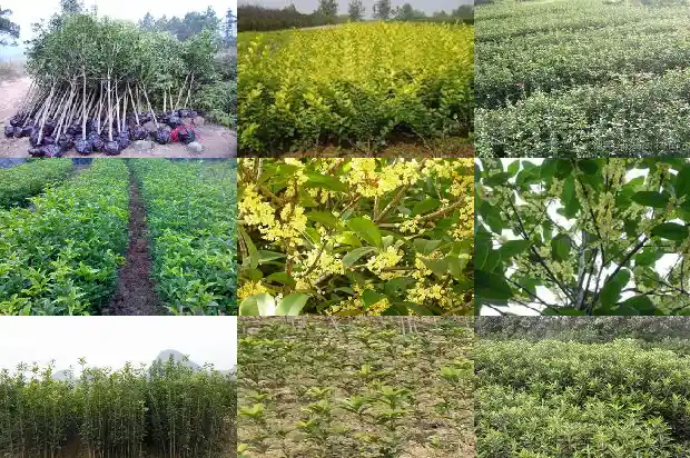 桂花树是不是常绿植物之王1683507453580