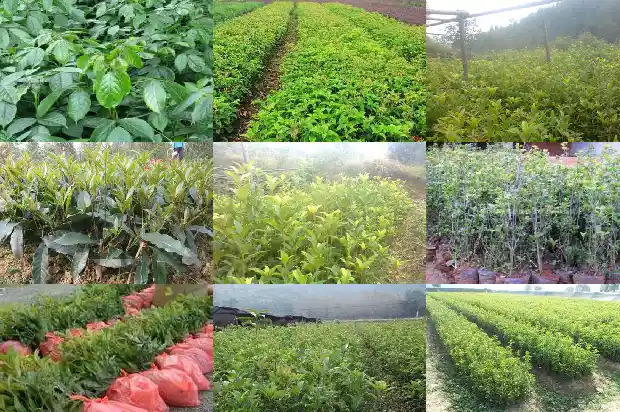 桂花树是不是常绿植物之王1683507453676