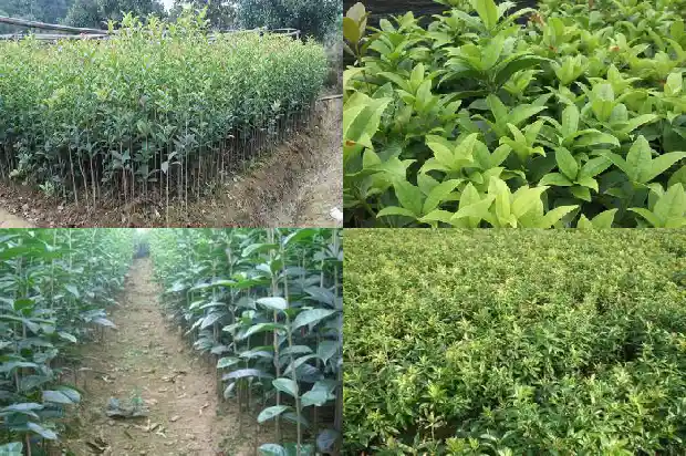 桂花茶有啥功效1689381094854