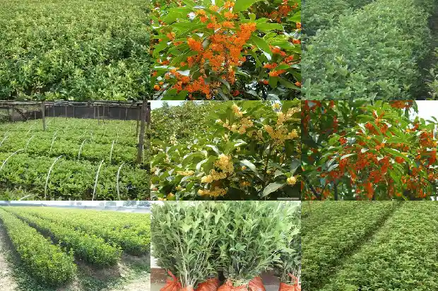 家里种桂花的寓意和象征1690677171599