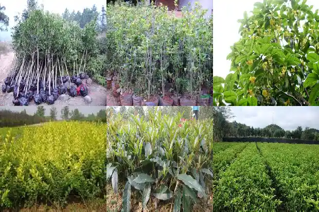 桂花香水怎么制作1689381632024