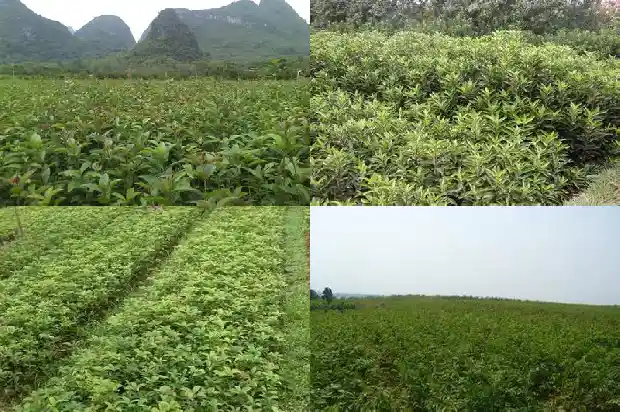 怎样形容桂花树的叶子的样子1683507526249