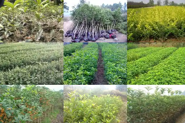 怎样形容桂花树的叶子的样子1683507526345