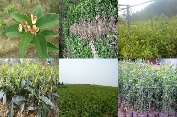 桂花树的叶子怎么形容1683507548352