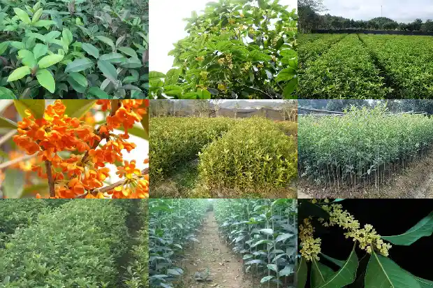怎样形容桂花树上有鸟做窝的样子1683507664835