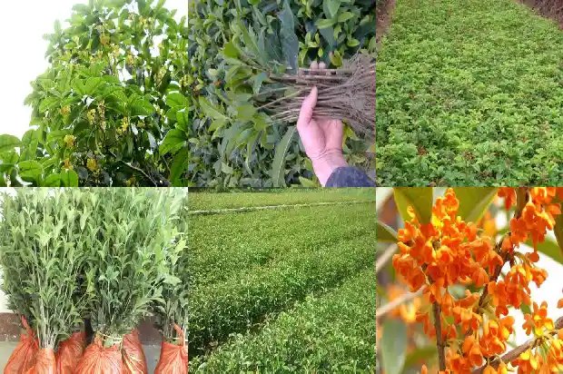 桂花树上筑巢的鸟1683507688685
