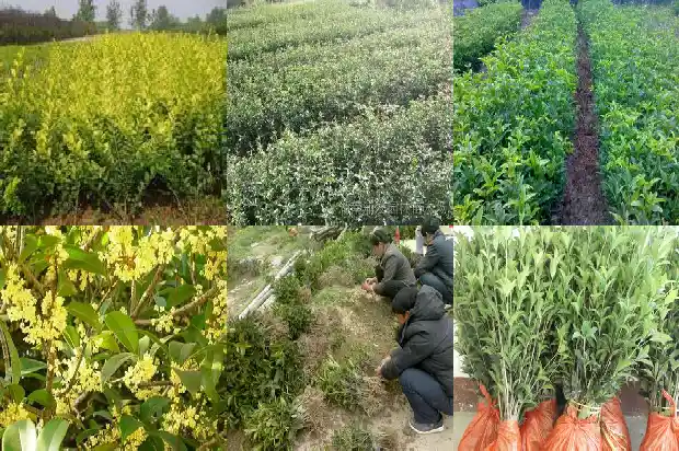 桂花树上筑巢的鸟1683507688780