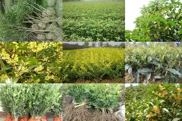 桂花树上有鸟窝的说说1683507708279