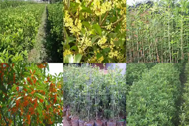 移栽桂花树的最佳时间和方法1688948360293