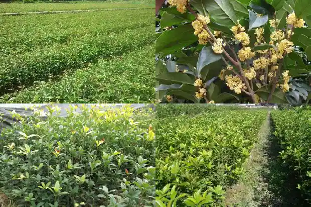 桂花树的赞美1683507723739