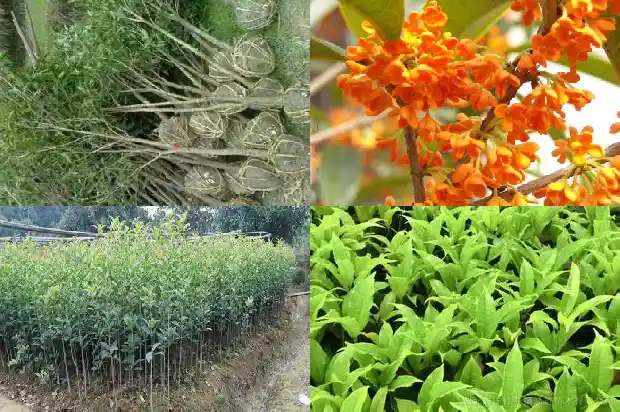 桂花树的赞美1683507723786