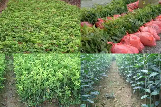 桂花树木材价格多少一吨1689640639245