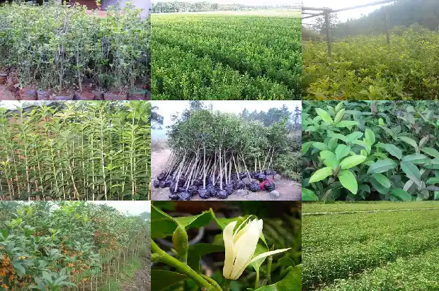 形容桂花树的句子优美1683507818678