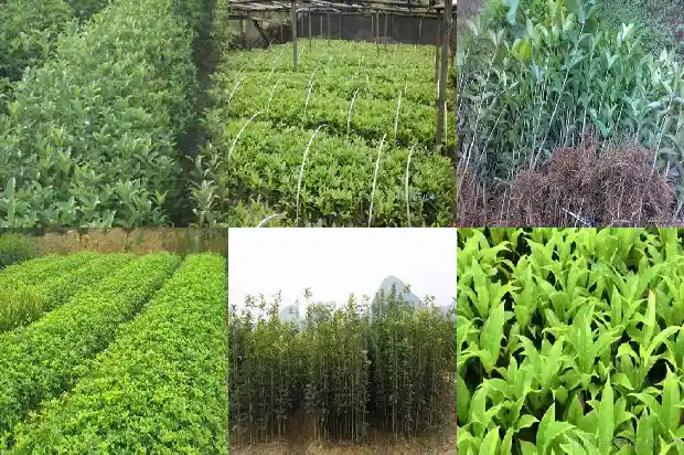 形容桂花树的句子优美1683507818726
