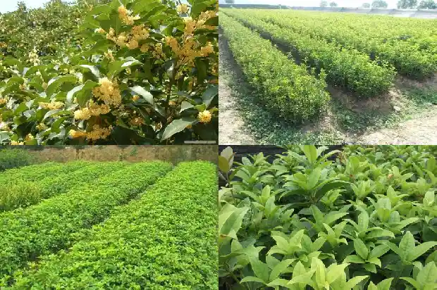 怎么形容桂花树盛开1683507865166