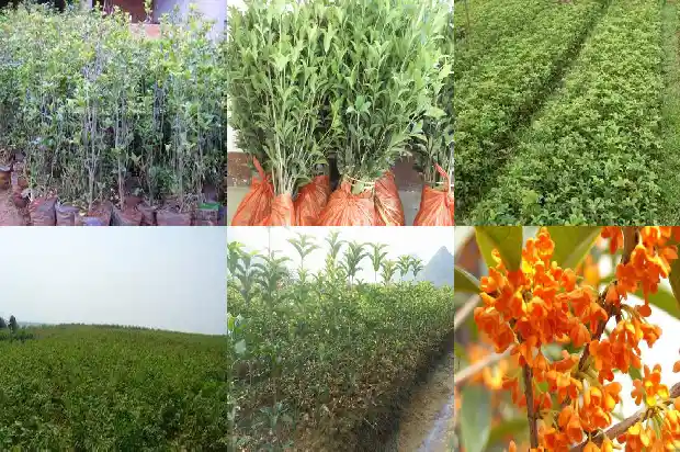 怎么形容桂花树盛开1683507865214
