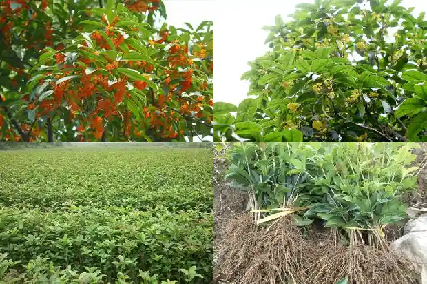 怎么形容桂花树盛开1683507865262