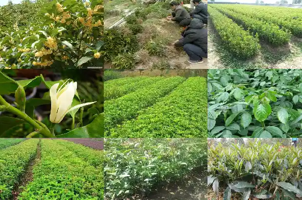 用什么成语形容桂花树1683507908612