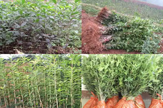 用什么成语形容桂花树1683507908660