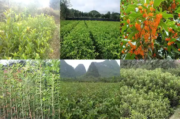 用什么成语形容桂花树1683507908707