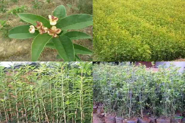 用什么成语形容桂花树1683507908755