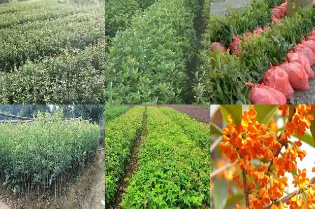 桂花能种在庭院里吗风水好吗1689121803305