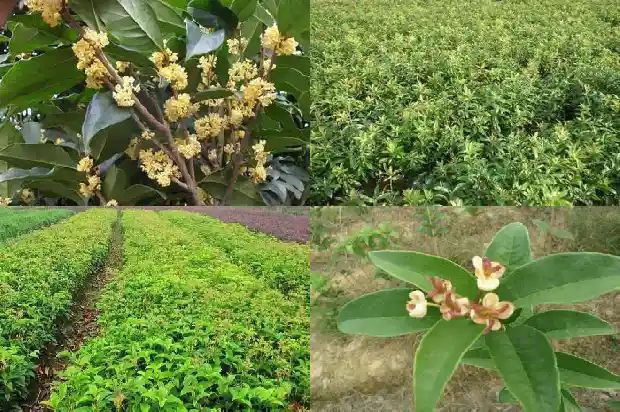 桂花树怎么保暖1683508052494