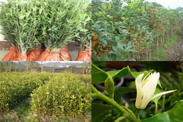 桂花树怎么保暖1683508052542