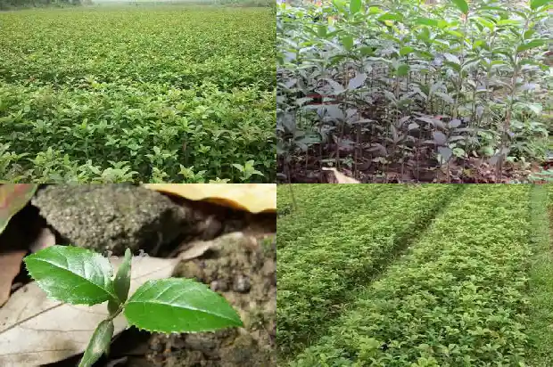 桂花树怎么保暖1683508052590