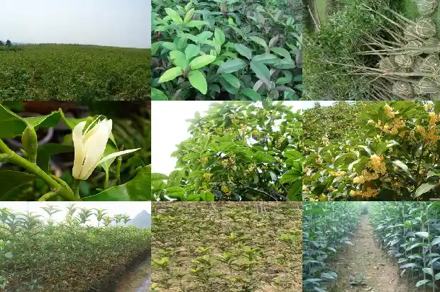 5公分桂花树苗价格多少钱一棵呢1683508101334