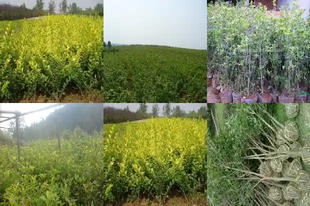 5公分桂花树苗价格多少钱一棵呢1683508101430