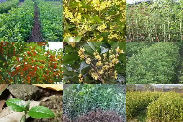 5公分桂花树苗价格多少一棵呢1683508152520