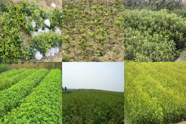 5公分桂花树苗价格多少一棵呢1683508152568