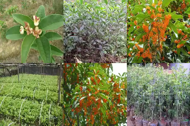 陕西桂花树价格多少一斤呢1690418667139