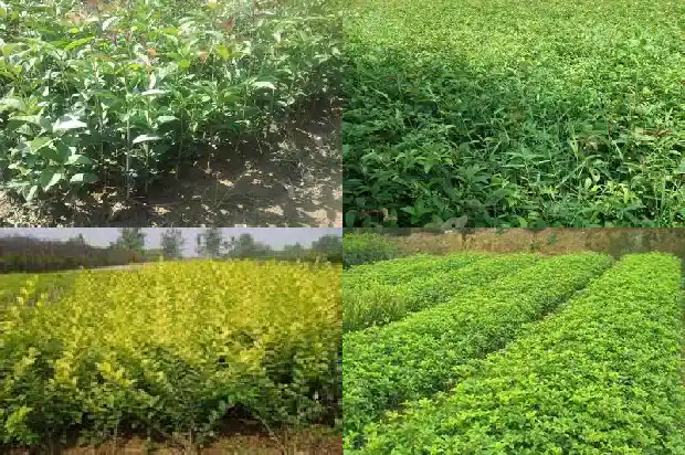 桂花树苗采购价格表最新1683508278319
