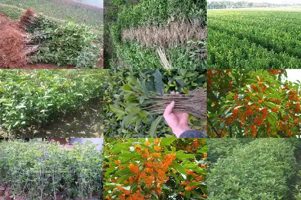 桂花树苗采购价格表最新1683508278367