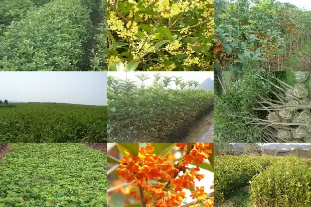 桂花树苗采购价格表大全1683508299910