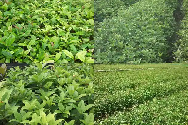 桂花树的另一个名字1683508340928