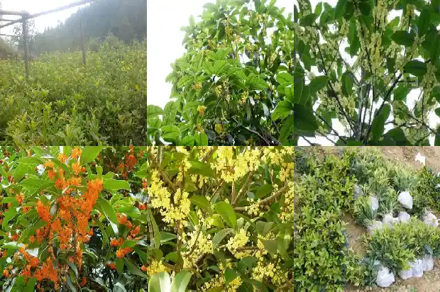 桂花树的另一个名字1683508340976