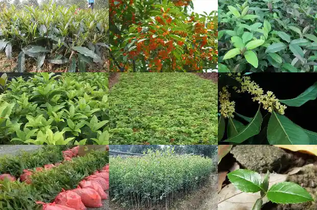 桂花树育苗技术要点有哪些1683508380364