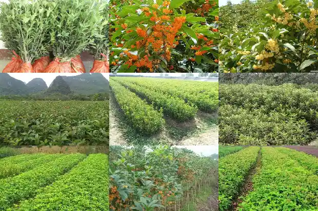 桂花树育苗技术要点有哪些1683508380411