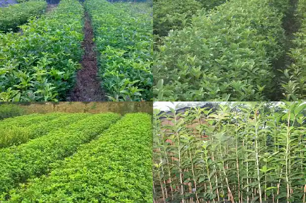 桂花树育苗技术要点有哪些1683508380459
