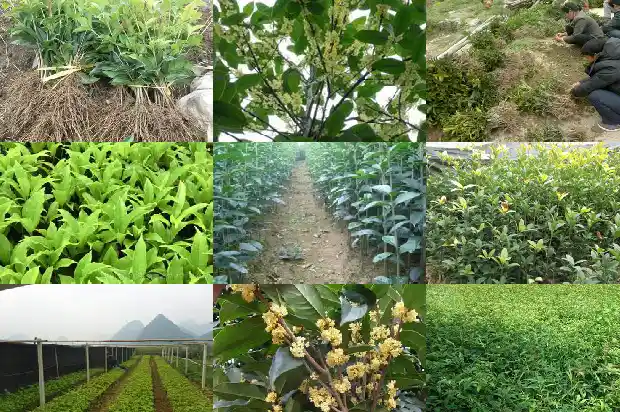 桂花树育苗种植技术要点1683508398017