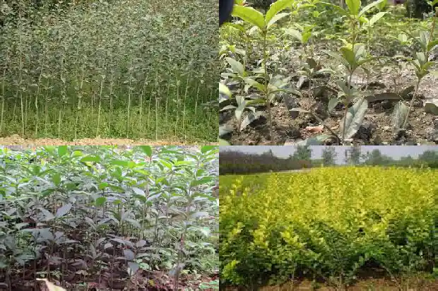 桂花树育苗种植技术要点1683508398064