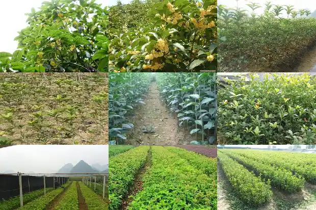 桂花树育苗及移植技术要点1683508420134