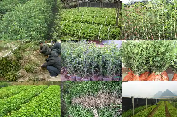 桂花树育苗及移植技术要点1683508420182