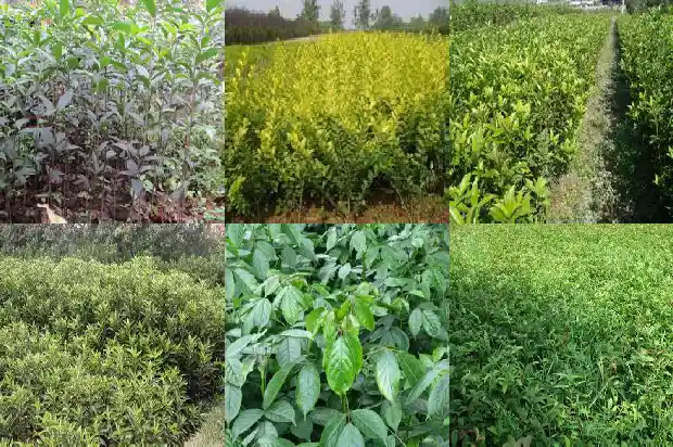 桂花树繁育技术要点1683508439334