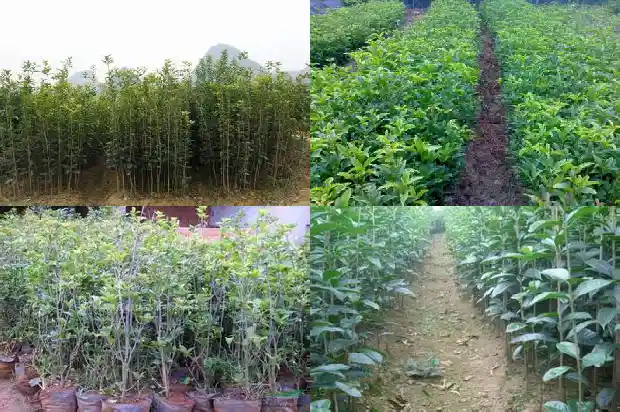 桂花树繁育技术要点1683508439382