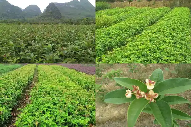 桂花树的繁育1683508457438